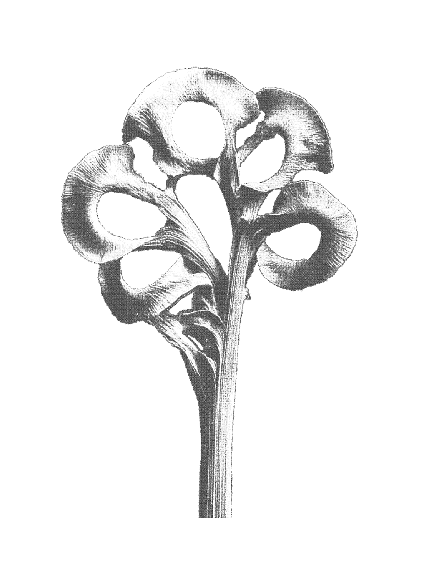 AAM011